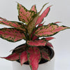 Aglaonema Red Hybrid