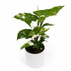 Syngonium Albo