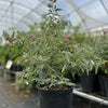 Florida Native Tea Bush (Melochia tomentosa)
