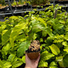 Passion Fruit 'Panama Red' (Passiflora edulis)