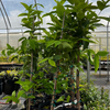 Wax Jambu, Green (Syzygium samarangense) – live tree – photo 4