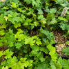 Grape 'Southern Home' (Vitis rotundifolia x Vitis vinifera)