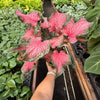 Caladium Red Flash