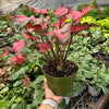 Caladium Red Flash
