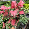 Caladium Red Flash