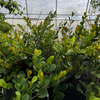 Red-tipped Cocoplum (Chrysobalanus icaco) – live plant – photo 3