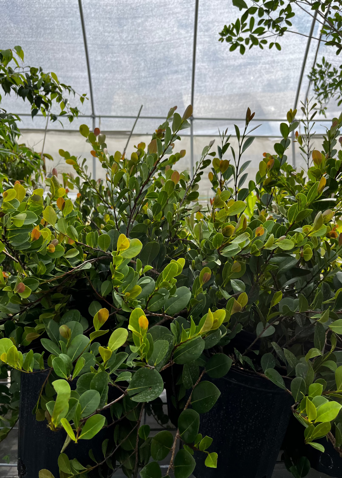 Red-tipped Cocoplum (Chrysobalanus icaco) – live plant – photo 3