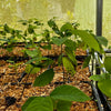Cherimoya (Annona cherimola)