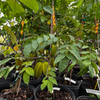 Star Fruit 'Sri Kembangan' (Averrhoa carambola) – live tree – photo 2