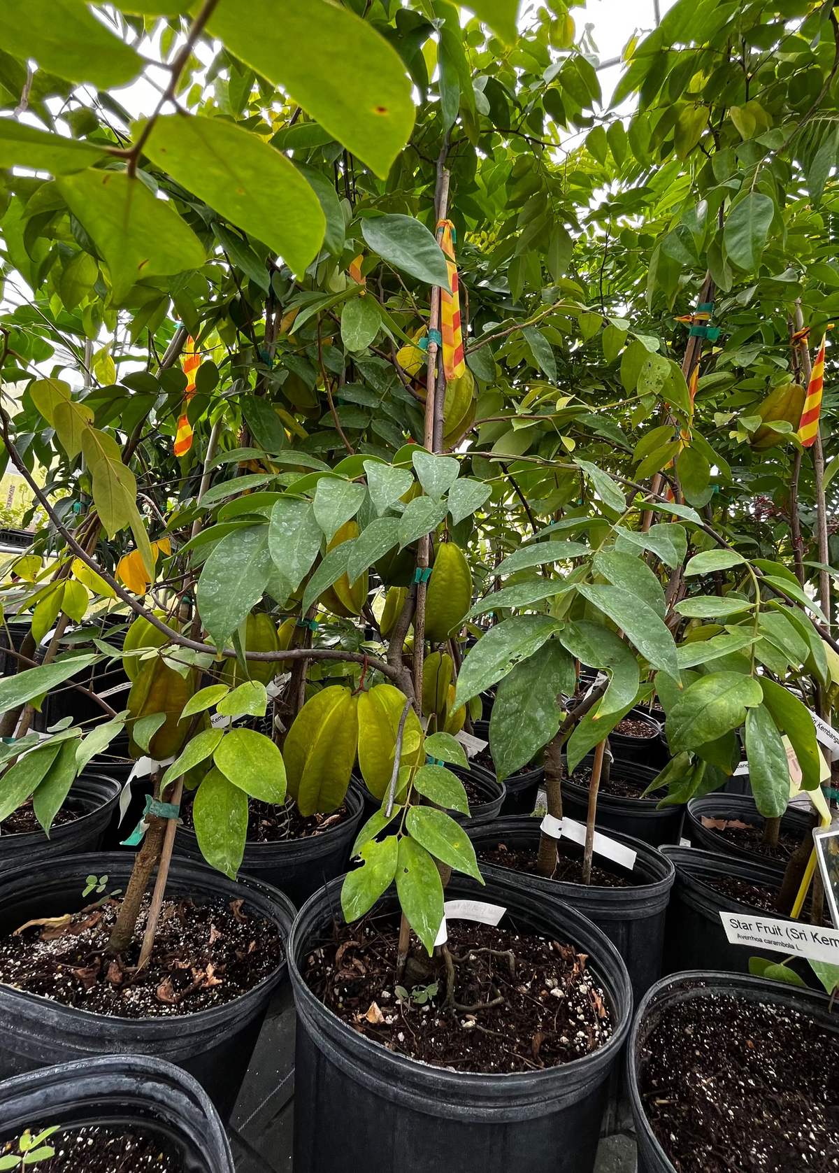 Star Fruit 'Sri Kembangan' (Averrhoa carambola) – live tree – photo 2