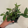 Pellionia Daveanna - 4" Pot