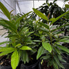 Allspice (Pimenta dioica)
