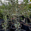 Olive 'Arbequina' (Olea europea)