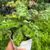 Chinese Evergreen Pictum Tricolor