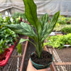 Chinese Evergreen 'Maria'