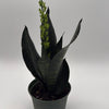 Sansevieria Robusta black coral