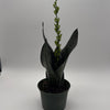 Sansevieria Robusta black coral