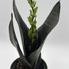 Sansevieria Robusta black coral