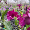 Mystery Blooming Orchid