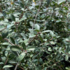 Yaupon Holly (Ilex vomitoria) – live plant – photo 3