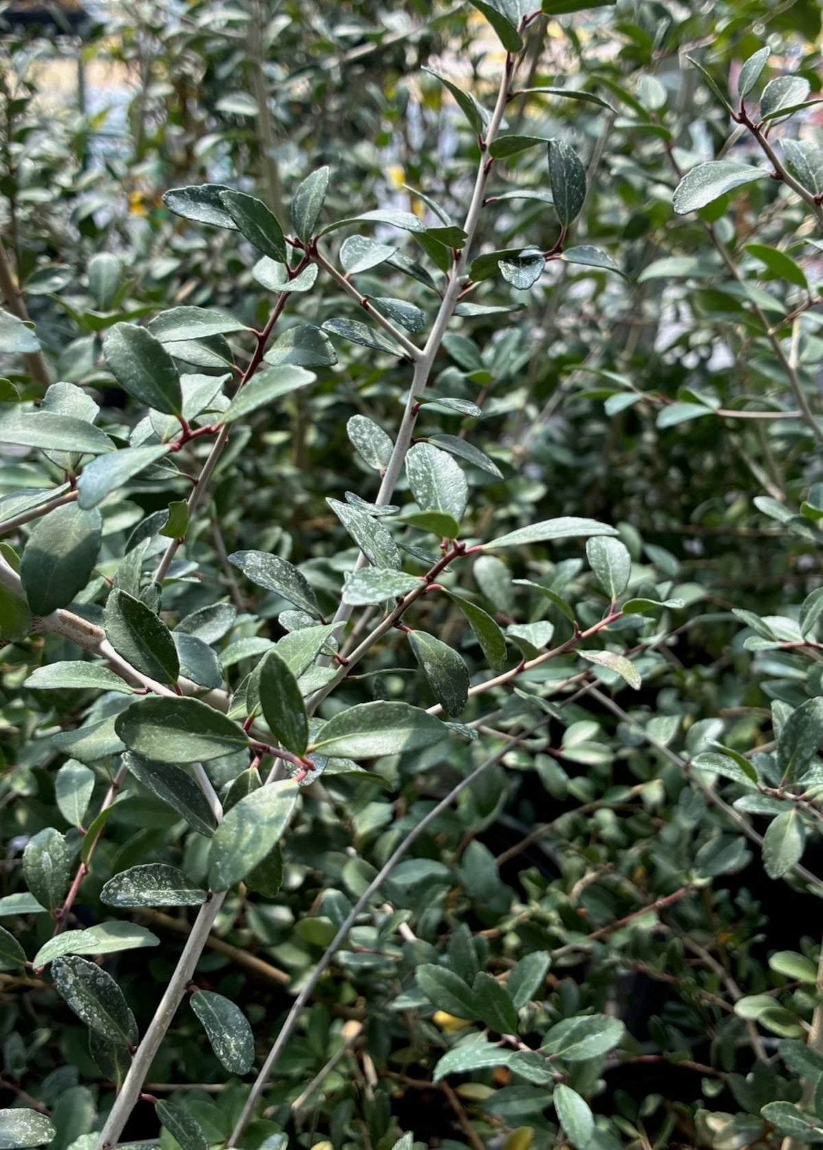 Yaupon Holly (Ilex vomitoria) – live plant – photo 3