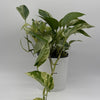 Pothos Marble Queen