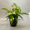 Philodendron 'Florida Ghost'