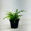 Lemon Button Fern
