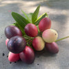 Karanda, Bengal Currant (Carissa carandas)