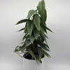 Pothos Cebu Blue