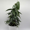 Pothos Cebu Blue
