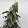 Pothos Cebu Blue
