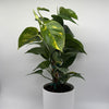 Hawaiian Pothos