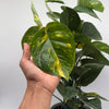 Hawaiian Pothos