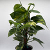 Hawaiian Pothos