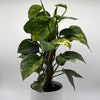 Hawaiian Pothos