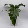 Philodendron Mayoi