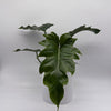 Philodendron Mayoi