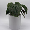 Philodendron Majestic