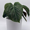 Philodendron Majestic