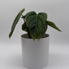Philodendron Majestic