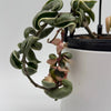 Variegated Hoya Compacta