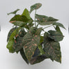Syngonium Thai Pink Splash