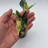 Variegated Syngonium Podophyllum Aurea