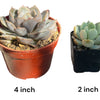 Bulk 4 inch Succulent Plants