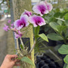 Mystery Blooming Orchid
