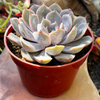 Echeveria Orion
