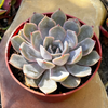 Echeveria Orion