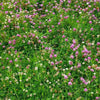 Low Grow No-Mow Lawn Mix – Clover & Low-Maintenance Grass Alternative – photo 3