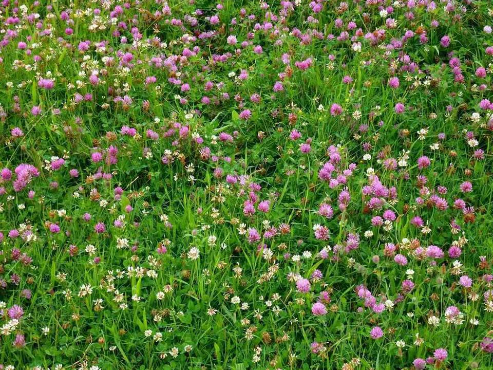 Low Grow No-Mow Lawn Mix – Clover & Low-Maintenance Grass Alternative – photo 3